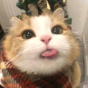 小猫の情头Z☡zᶻ ⌁ ​
