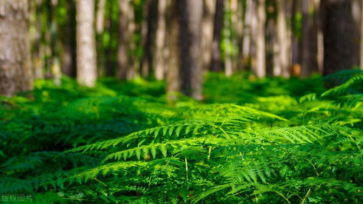 植物叶片为什么通常以绿色为主？