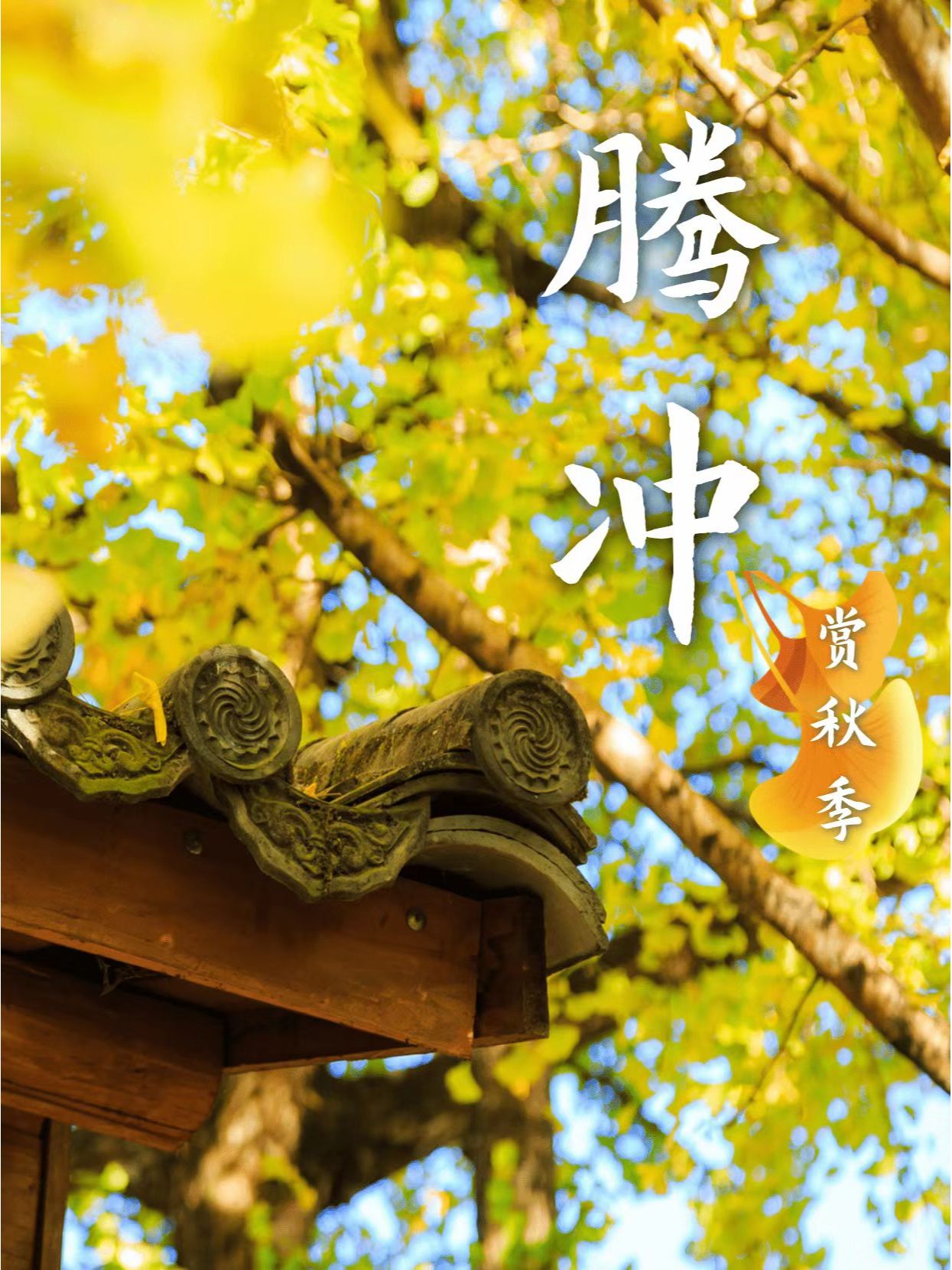 云南腾冲看银杏6天5晚
