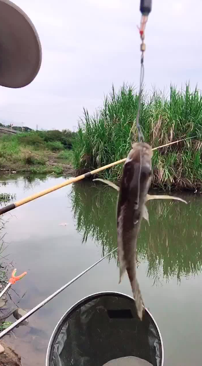 周末带娃钓鱼好去处———花都