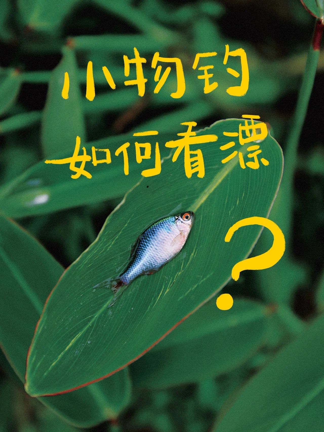 小物钓如何看漂？一眼判断中鱼（图解版）