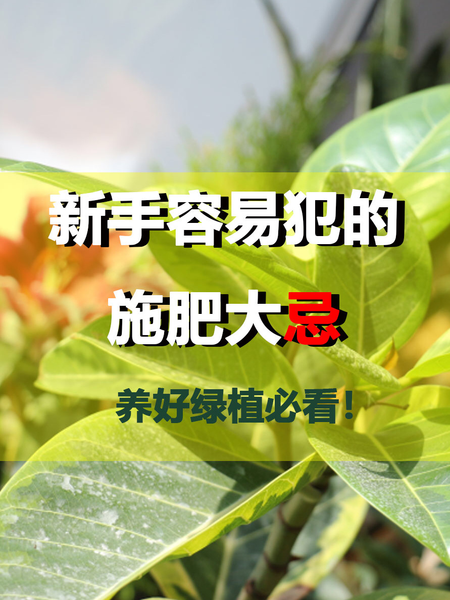 植物施肥大忌#肥料作用#