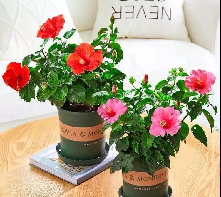 






扶桑花是一种被名字耽误的吉祥植物

我们说一种植物开花性好不好，会