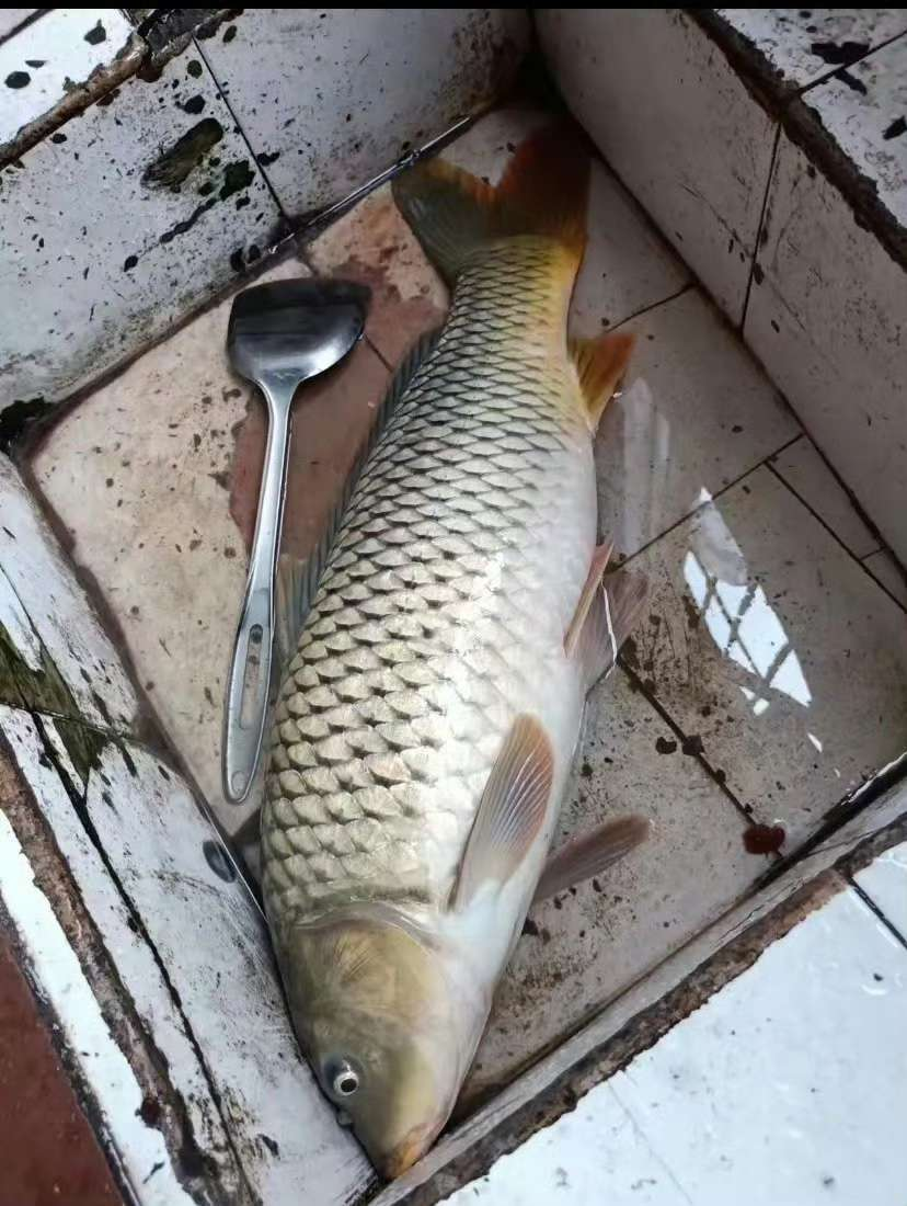 老公昨晚一夜没回来，今天大清早才从外面赶回来，全身都湿透了，本来我准备搓衣板伺候