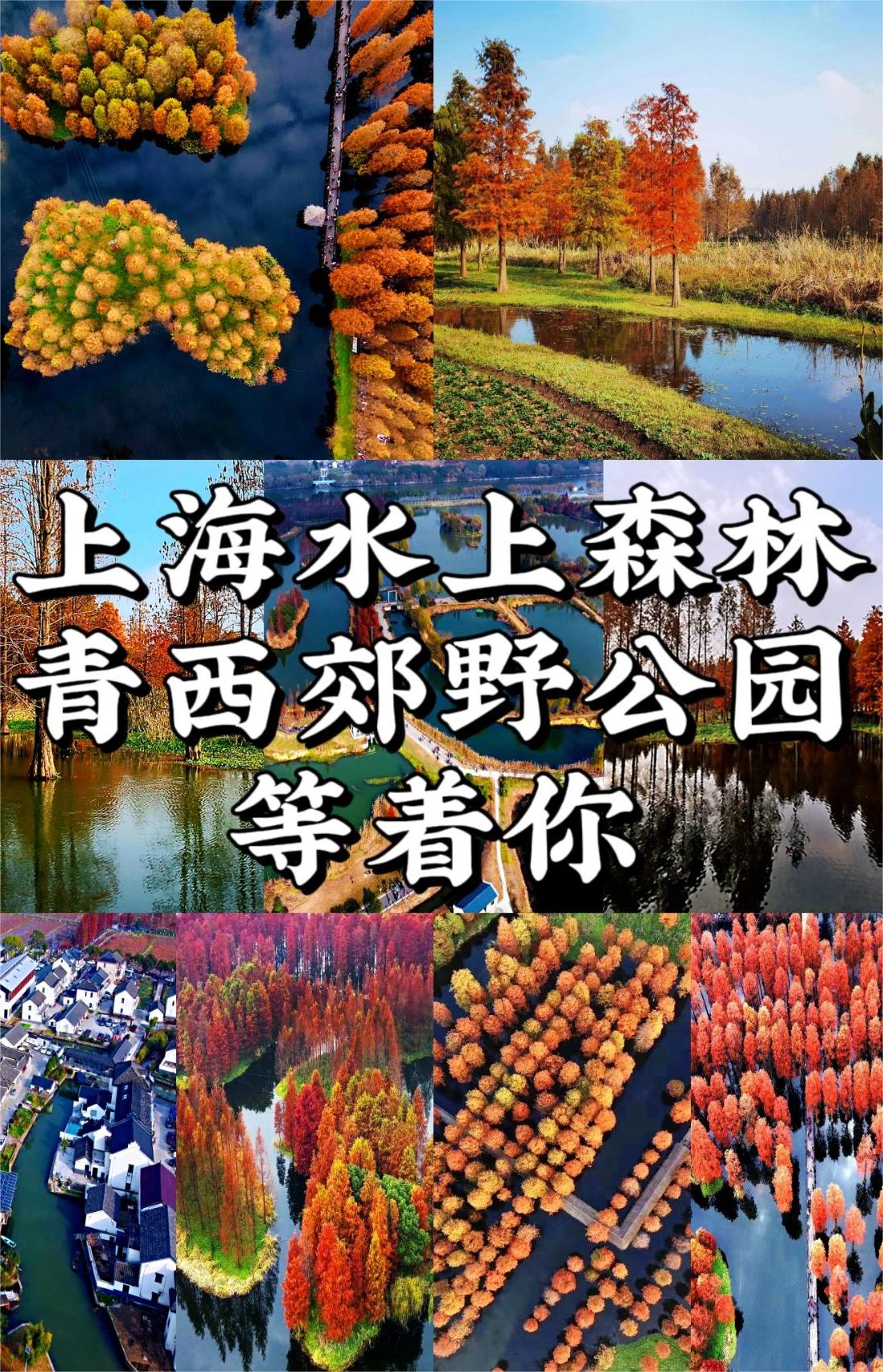 上海水上森林丨青西郊野公园等着你～