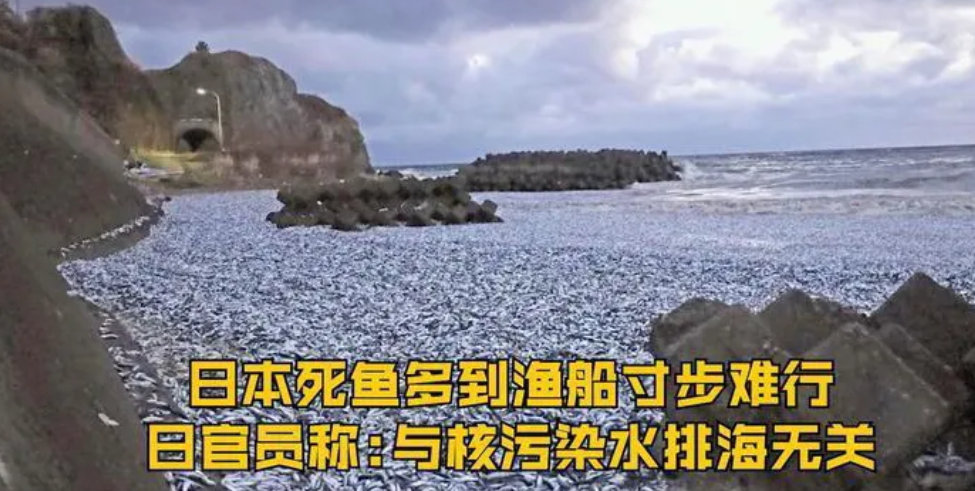 先是死鱼，现在死鸟，日本怎么了？

前几天，日本海岸线上多达几十吨的海鱼离奇死亡