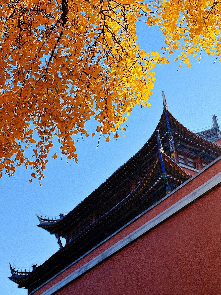 南京哪里银杏好看，十个绝美地方