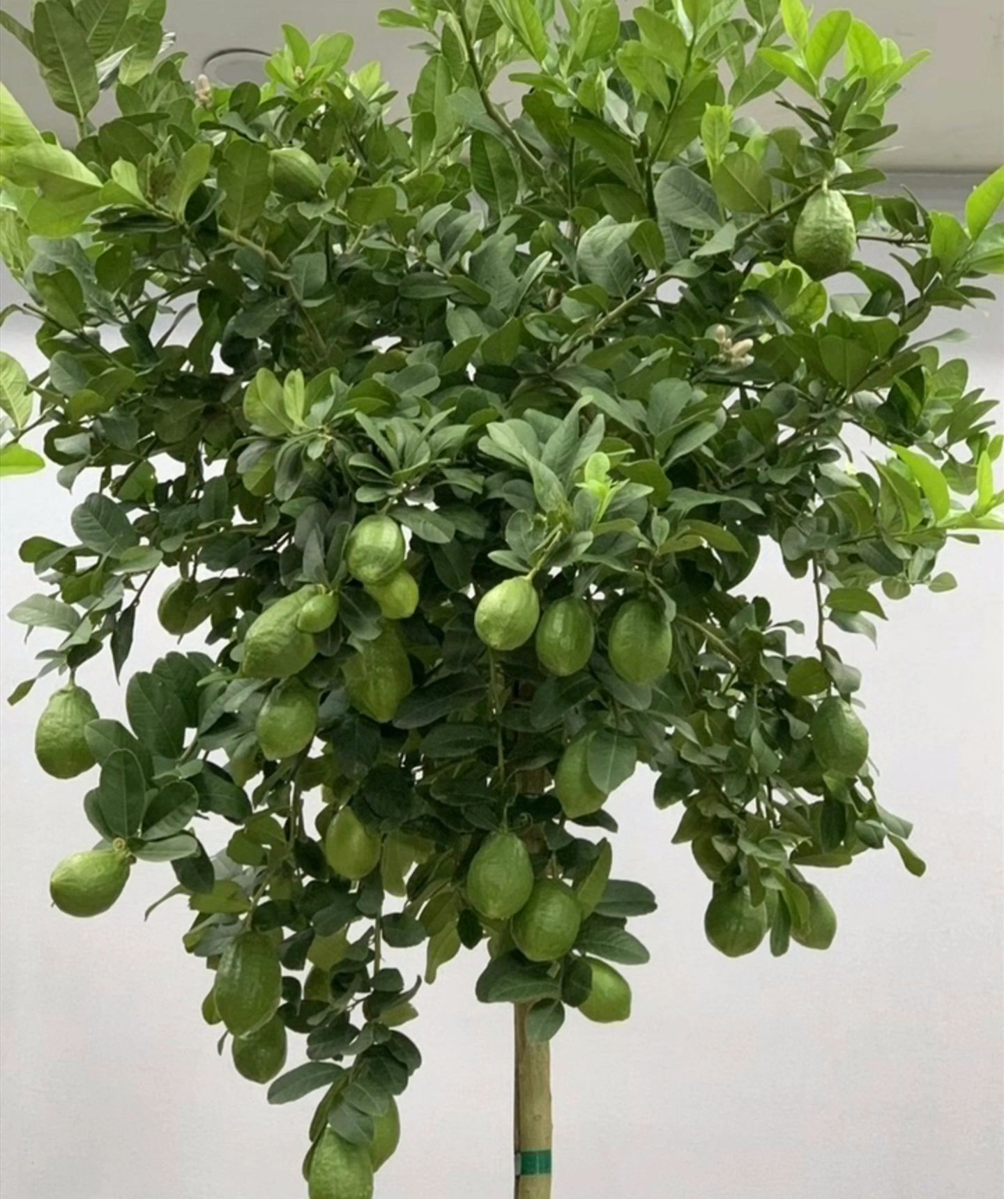 柠檬树的施肥#一般果树用什么肥料好#