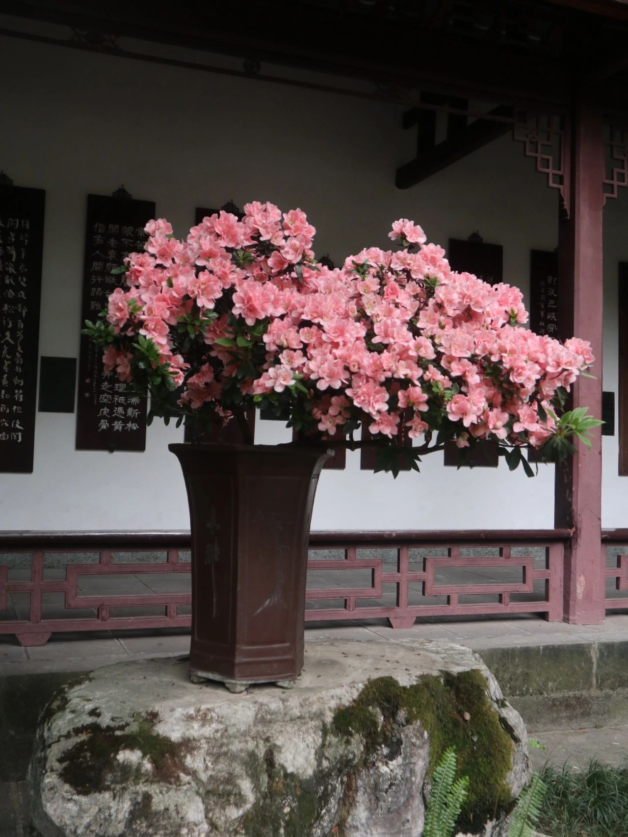 杜甫草堂｜打卡景点别绕路跟我走