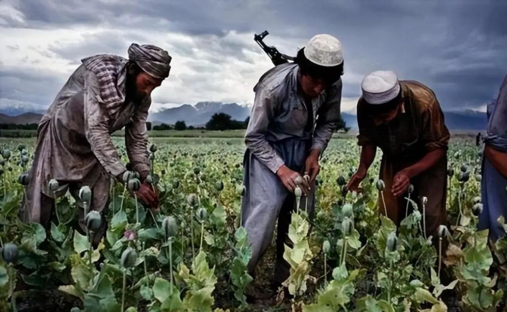 塔利班上台就把罂粟禁了，支柱产业暴跌95%，美国不乐意了！
自从阿富汗塔利班去年