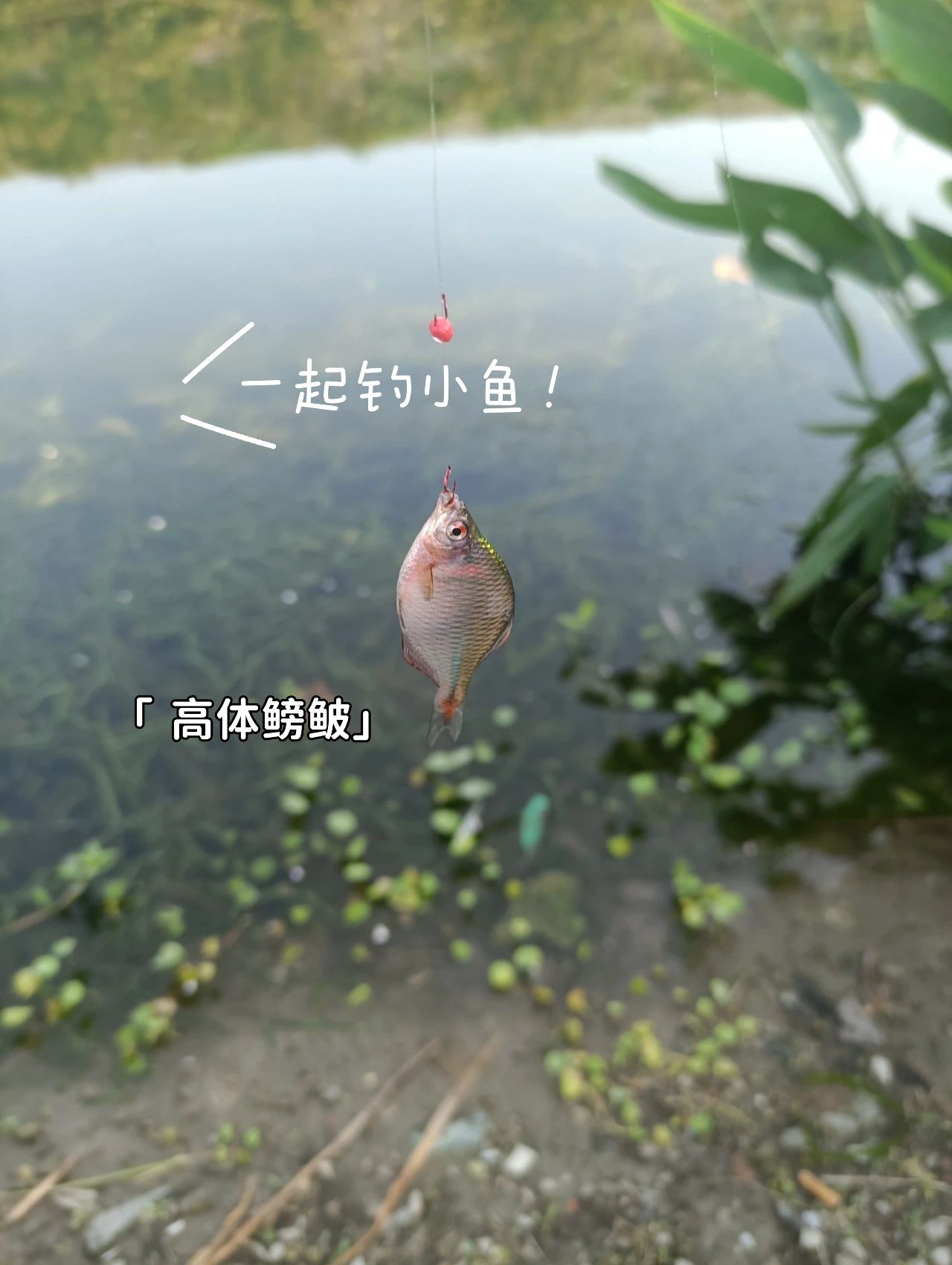 ⭐小物钓入坑指南
