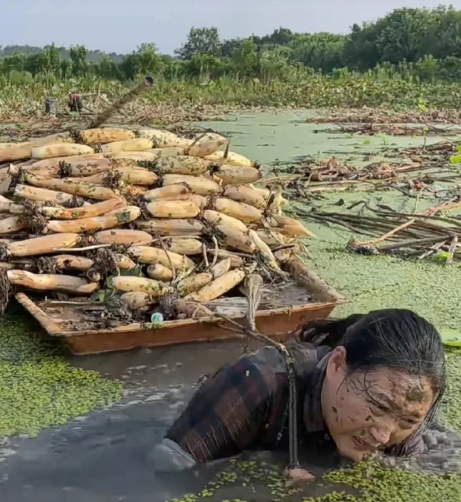 看到图片中挖藕的女人，下巴几乎贴到了水面，整个身子浸泡在水里，浑身泥水，拉着挖出