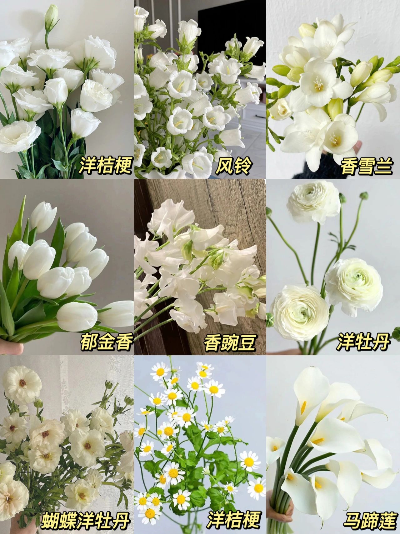春意盎然的白绿色系花材#郁金香花语#