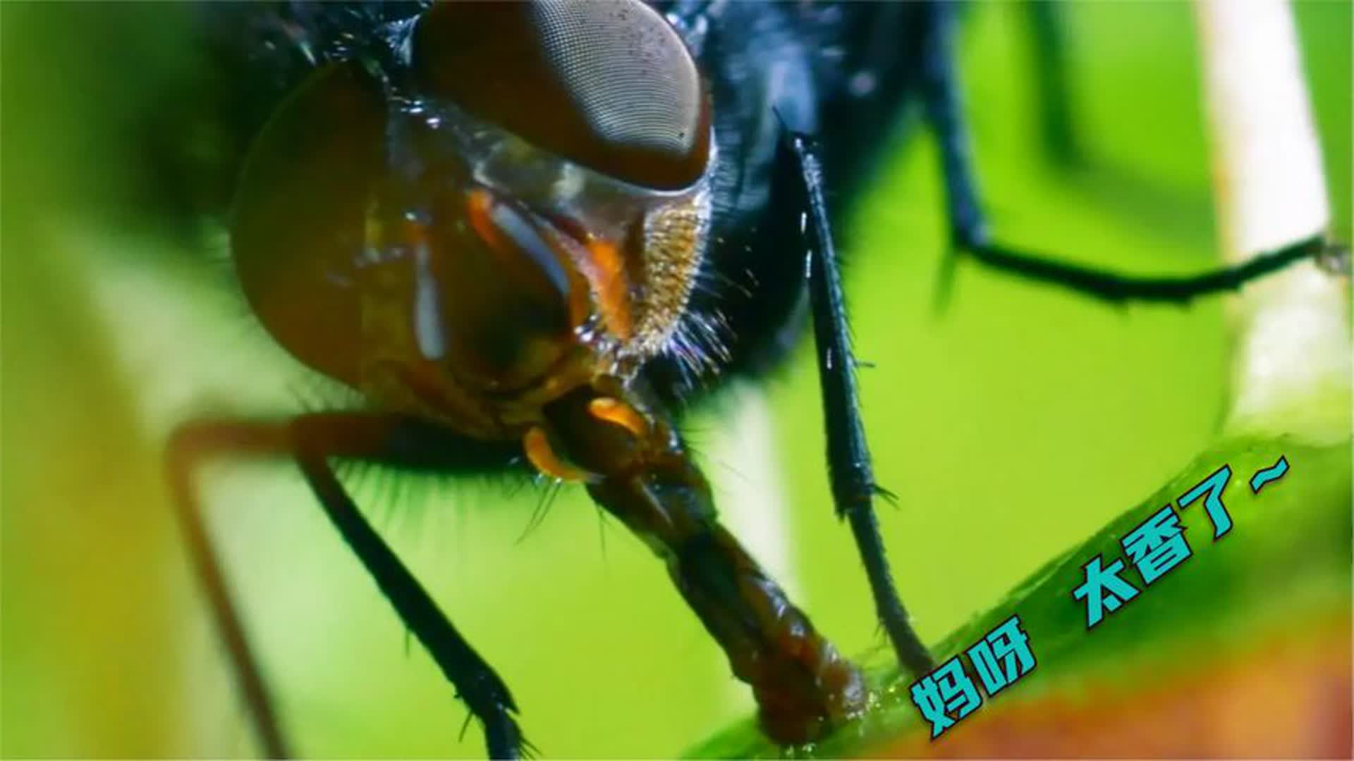 植物”捕猎昆虫全过程，它们其实比很动物还要聪明，你认识几种？