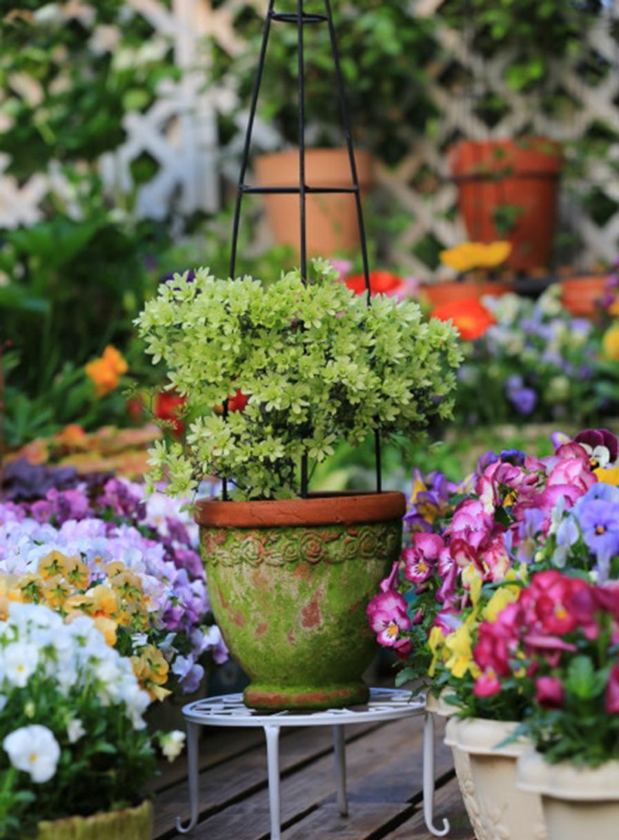 垂吊惊艳的矮生铁,阳台轻松打造花瀑布;矮生铁线莲可以说是为阳台党打造花瀑布而生的