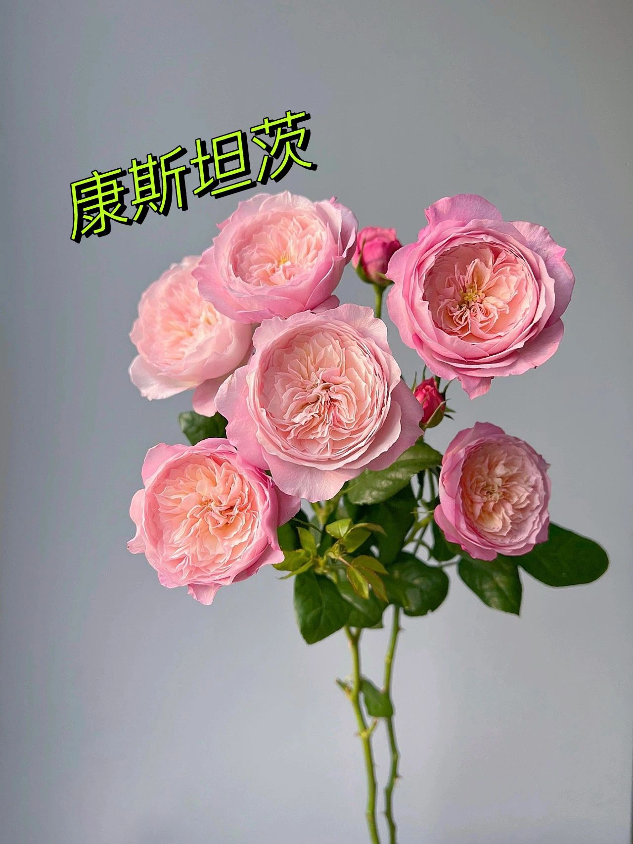 教你认识6种粉玫瑰#粉玫瑰花语#