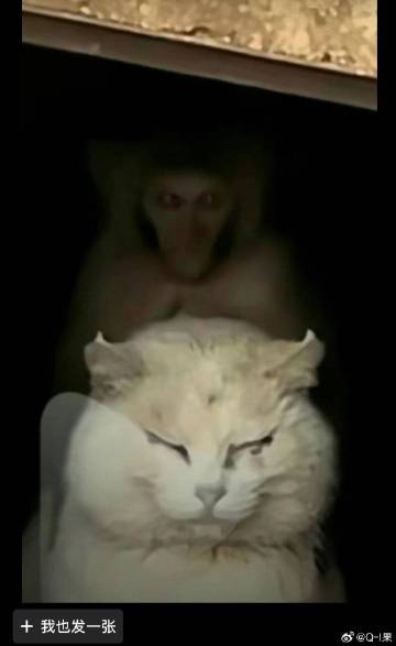 #昆明动物园2只猫咪住进新家啦#   两只猫眼神里充满恐慌不安，就像解救出来的被