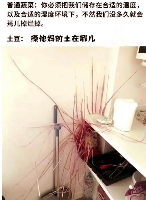 《土豆，你真的很不一般》 ​​​