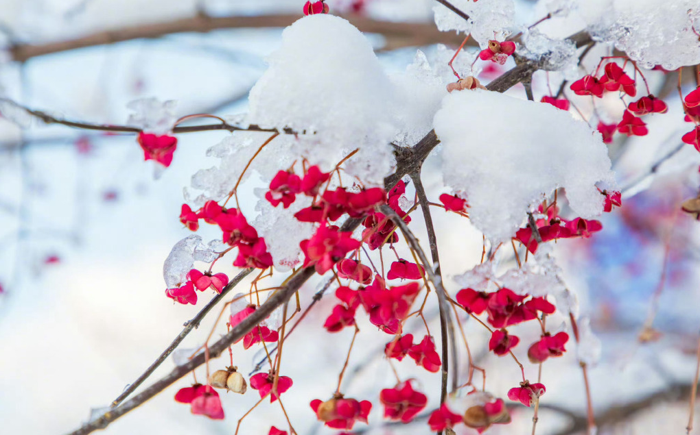 貌似最近心有点浪了🤔
哪都想去玩儿怎么办？
去赏雪，吃火锅，看兵马俑……
哪都