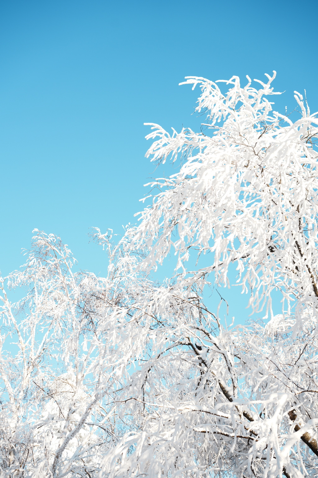 长白山的雪景究竟有多美！

长白山雪岭的雪真的是纯天然，我爱这里的原生态。

这