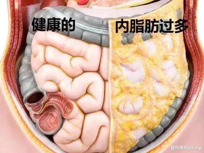 你肚子大可能是内脏脂肪过多, 6个方法减少内脏脂肪