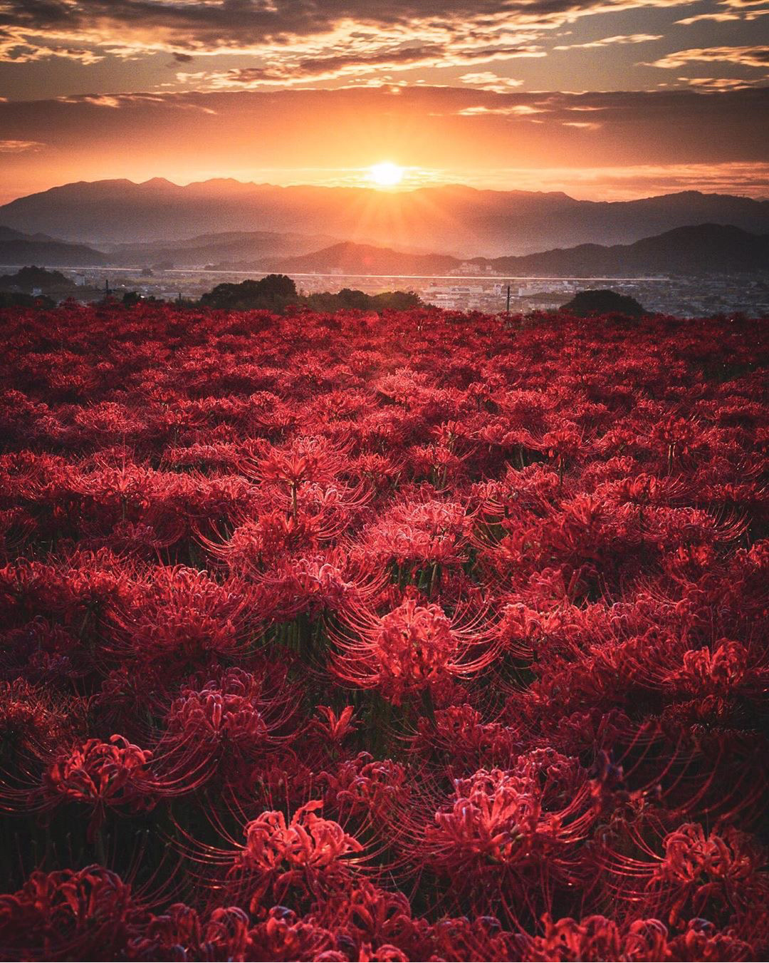 彼岸花花语#彼岸花的花语#