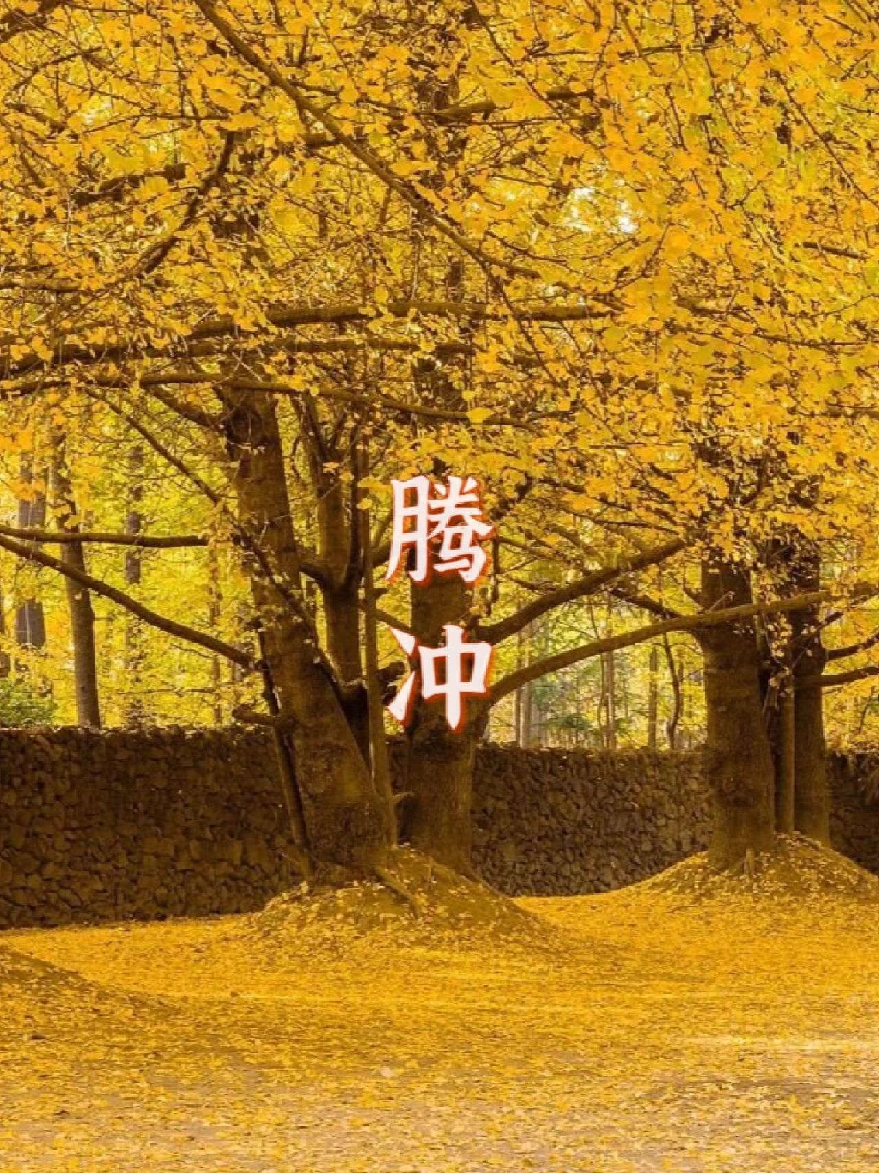 来一场云南之旅，赴一场有关银杏的约定