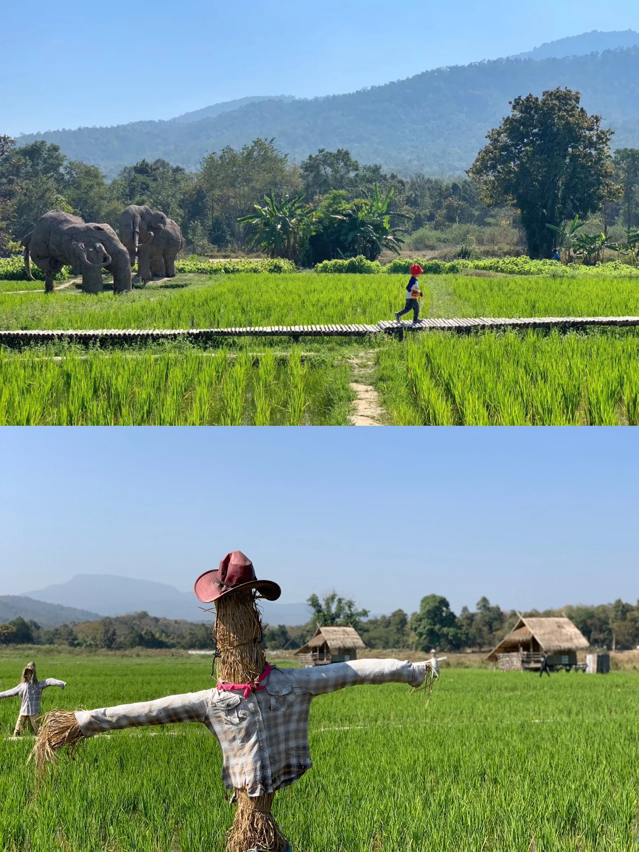 清迈游学DAY21湖边餐厅+巨型金刚稻田
