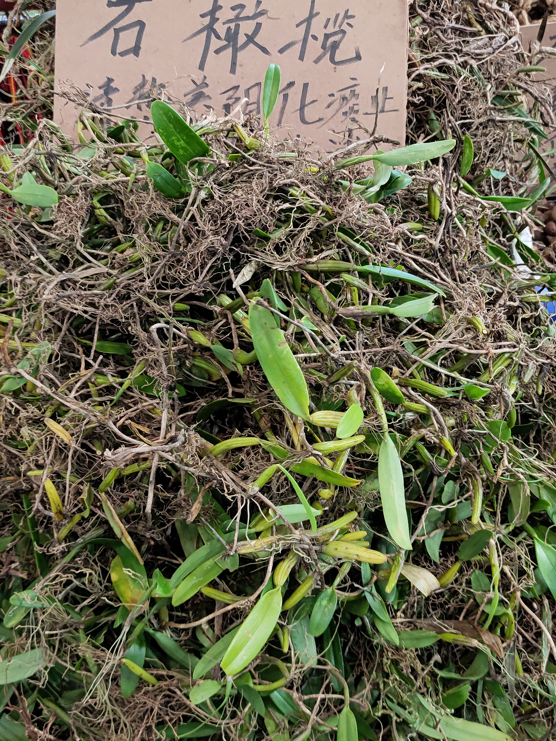 石橄榄，它的花和果都很好看，意动想种一条，但经常出长差，得好好谋划一下。