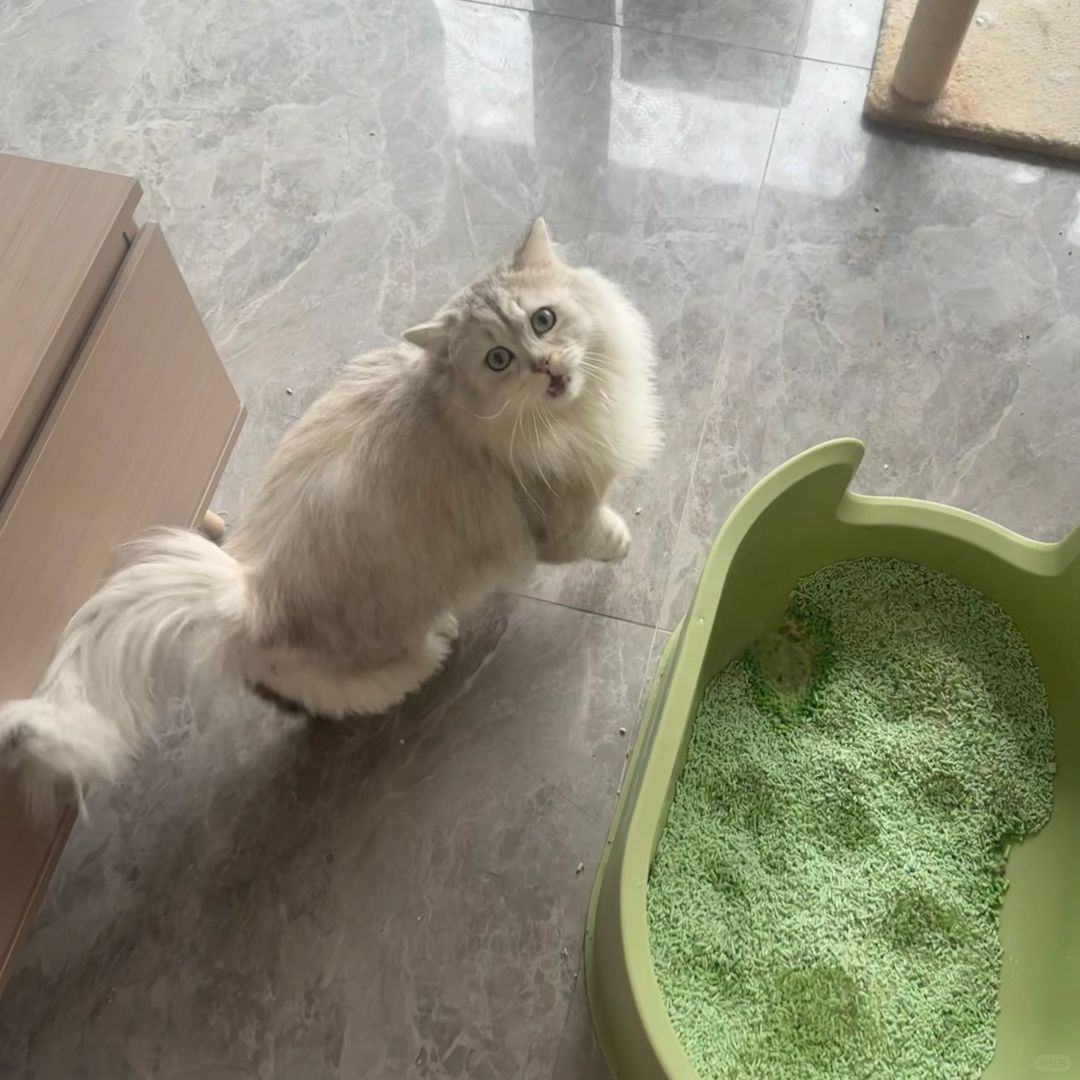 回南天广东人还好吗……
一起来就看到地板全湿了，猫都臭了