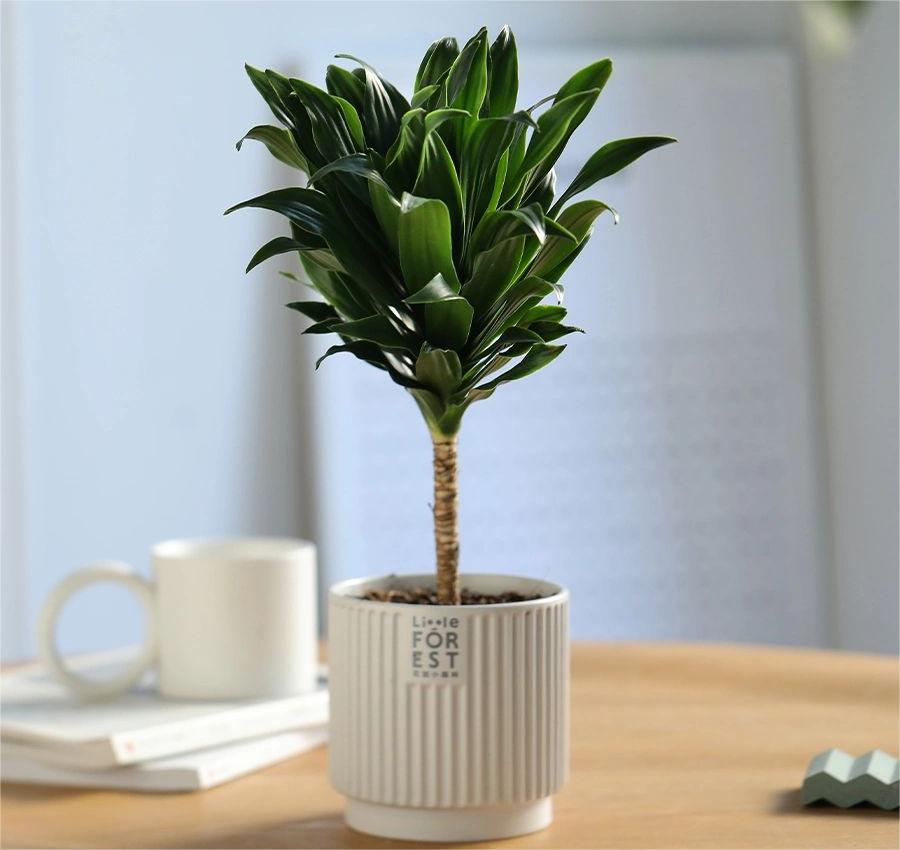 网红植物太阳神#太阳神#