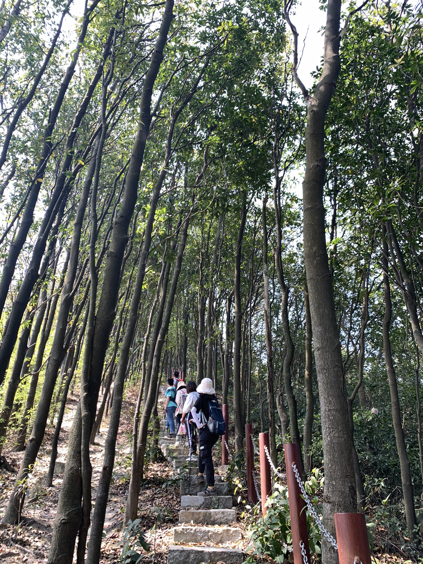 凤凰山10公里户外徒步极简生活向森林出发