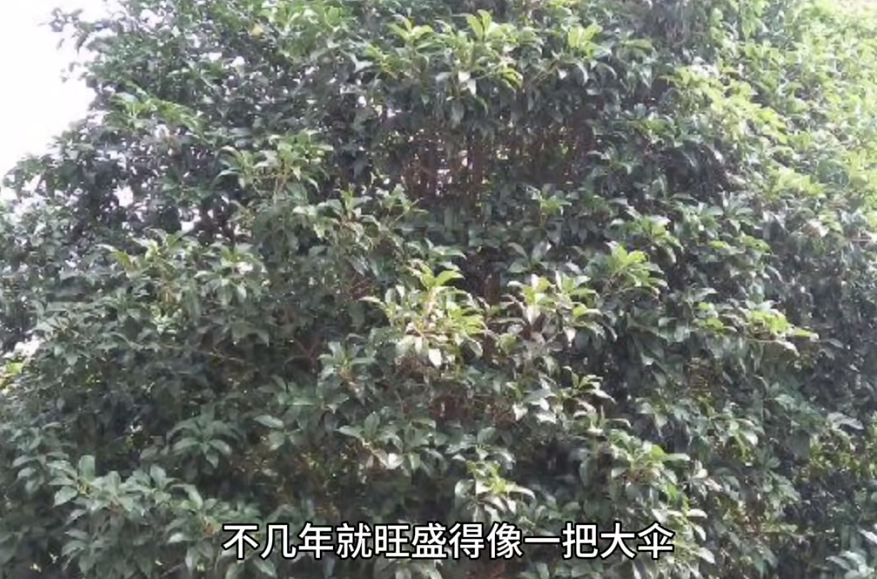厚颜无耻！在浙江杭州，一名男子购买了一栋别墅。由于他嫌弃院子里的桂花树挡住了阳光