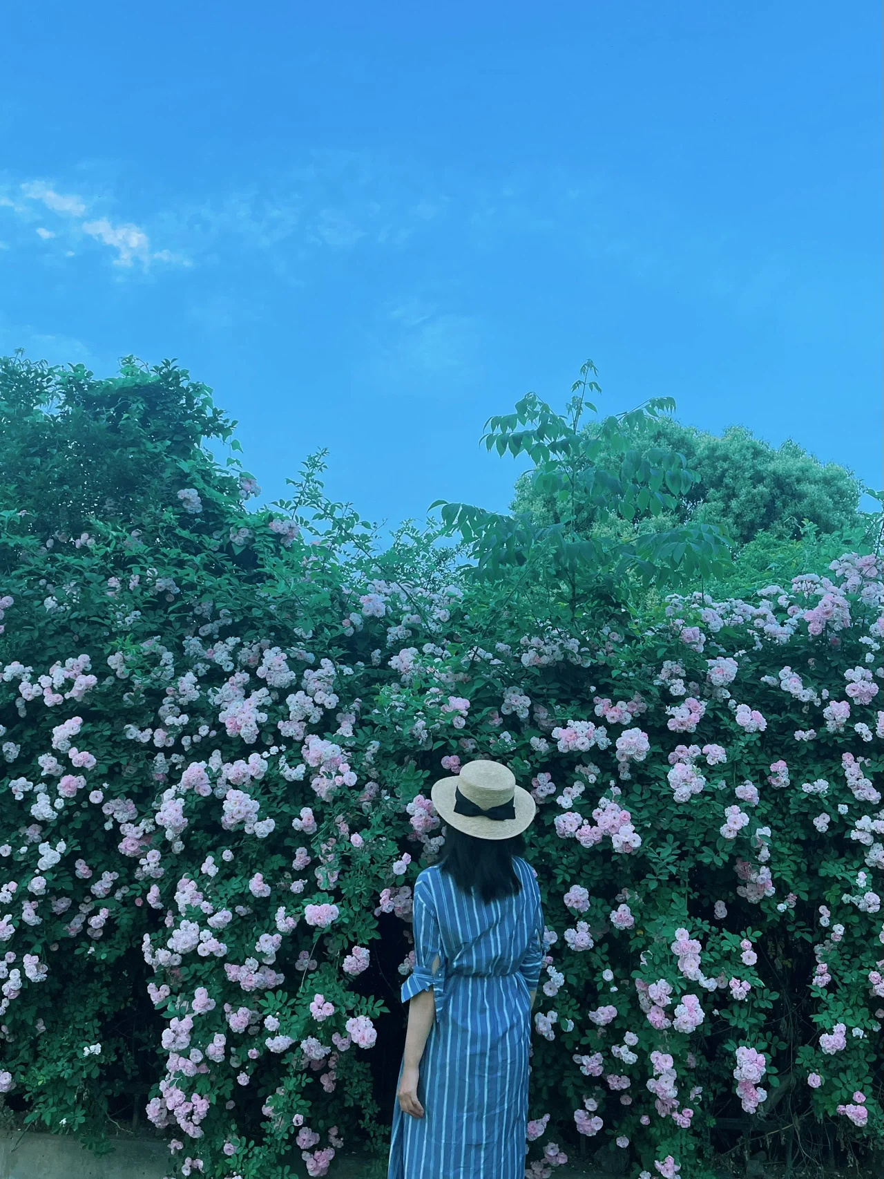 还愁去哪赏花❓最全蔷薇花打卡地合集❗