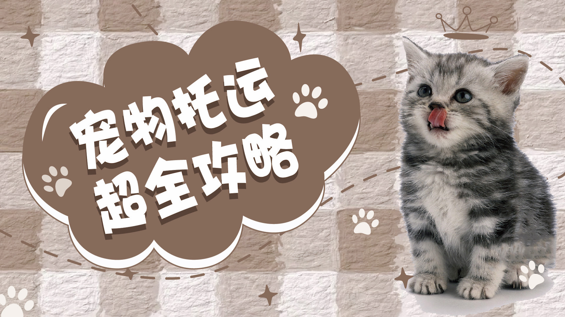 想带猫咪出远门，宠物怎么办理托运呢？#喵星人 #宠物乐园 #猫步