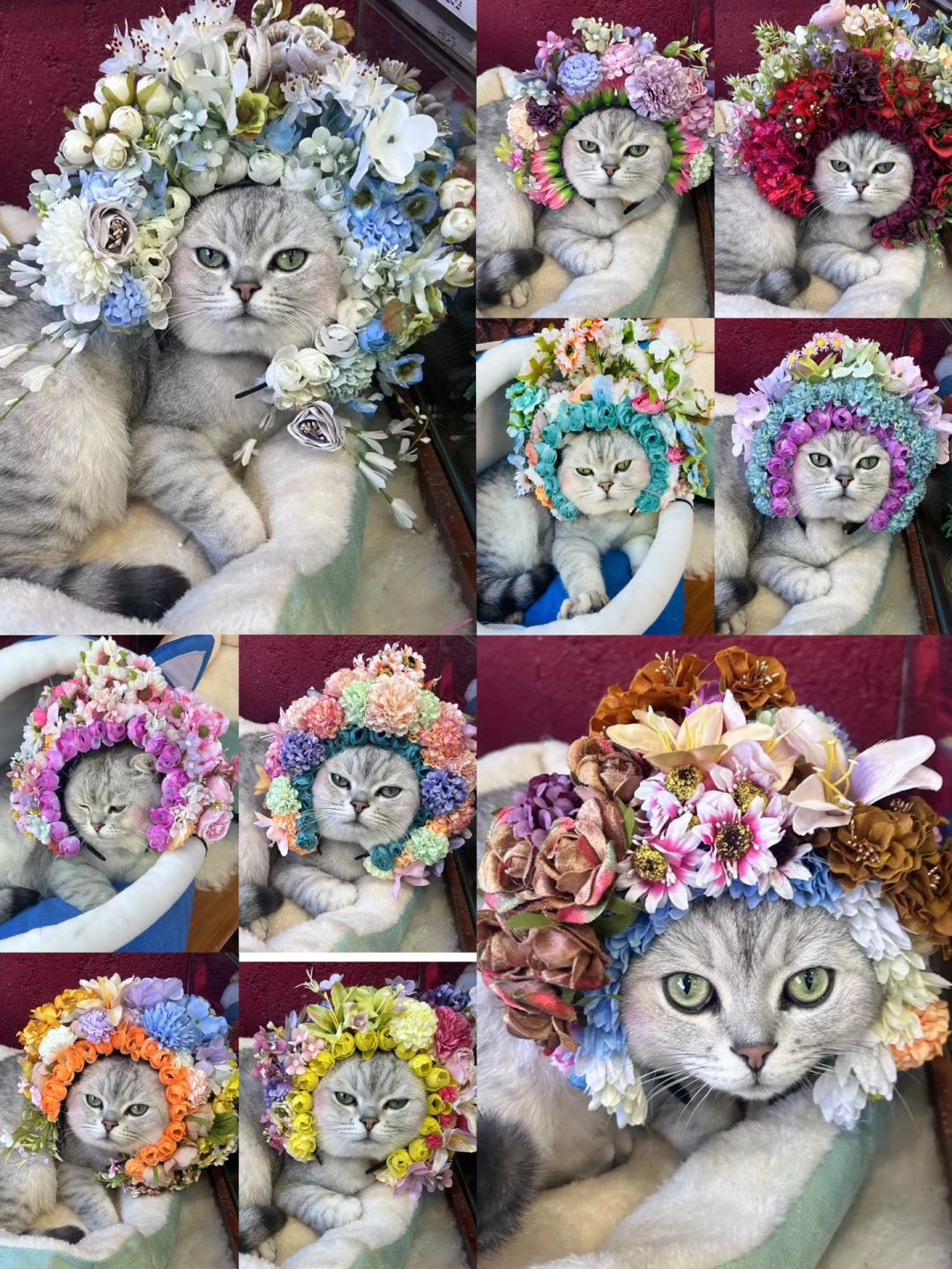 手工｜今生簪花今生漂亮｜蟳埔簪花猫猫也美
今生簪花，今生漂亮
薛之谦也簪花了，
