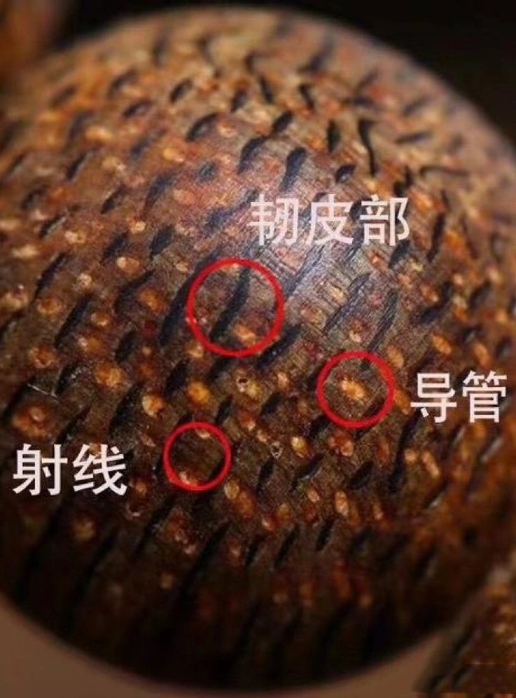 收藏必备，一分钟教你辨别沉香真假！