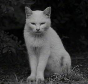 这猫，长得和豹子一样，怪不得一博王子喜欢（不是 ​