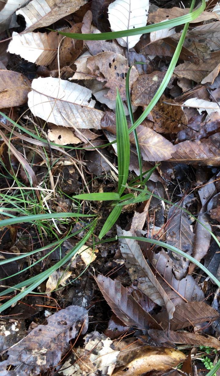 春节将至，上山发现一颗比较奇特的兰花，有春兰的叶柄环，有蕙兰一样透亮的筋骨和锯齿