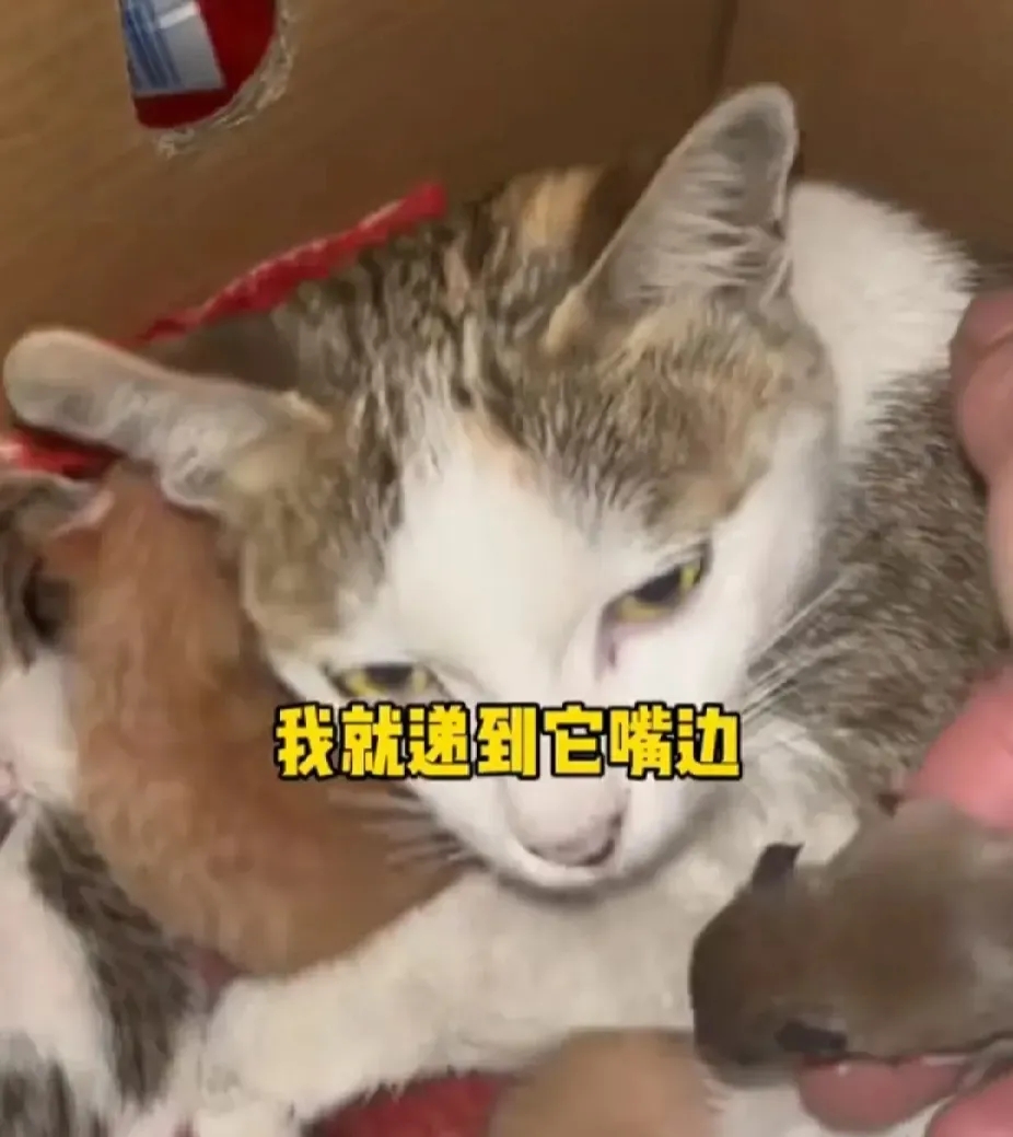 太神奇了！广东惠州，一小老鼠🐭居然和猫妈妈相处融洽，天天和小猫咪在一起蹭奶喝，