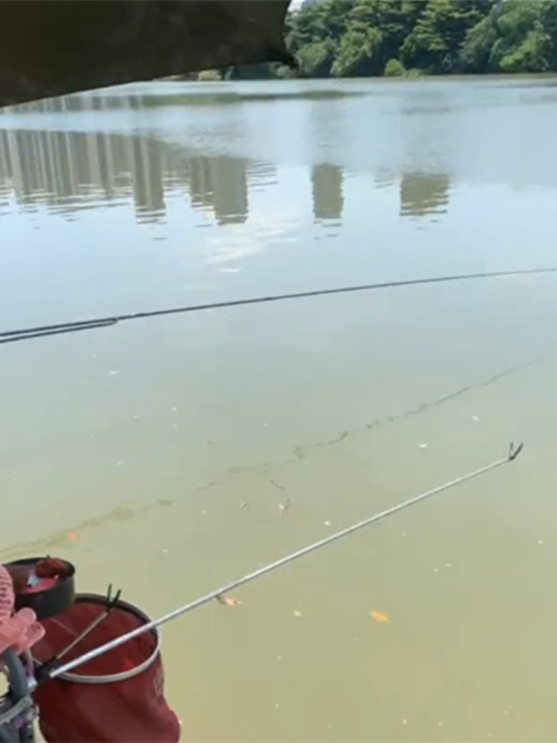 佛山野钓土鲮优质钓点分享