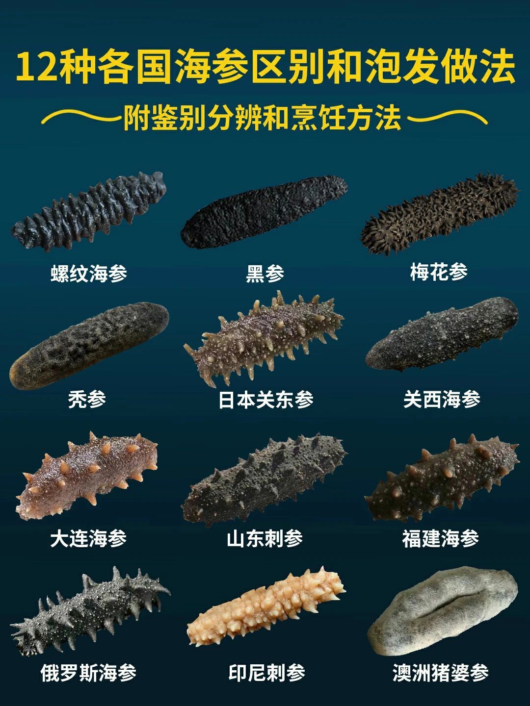 12种海参类#海参种类#