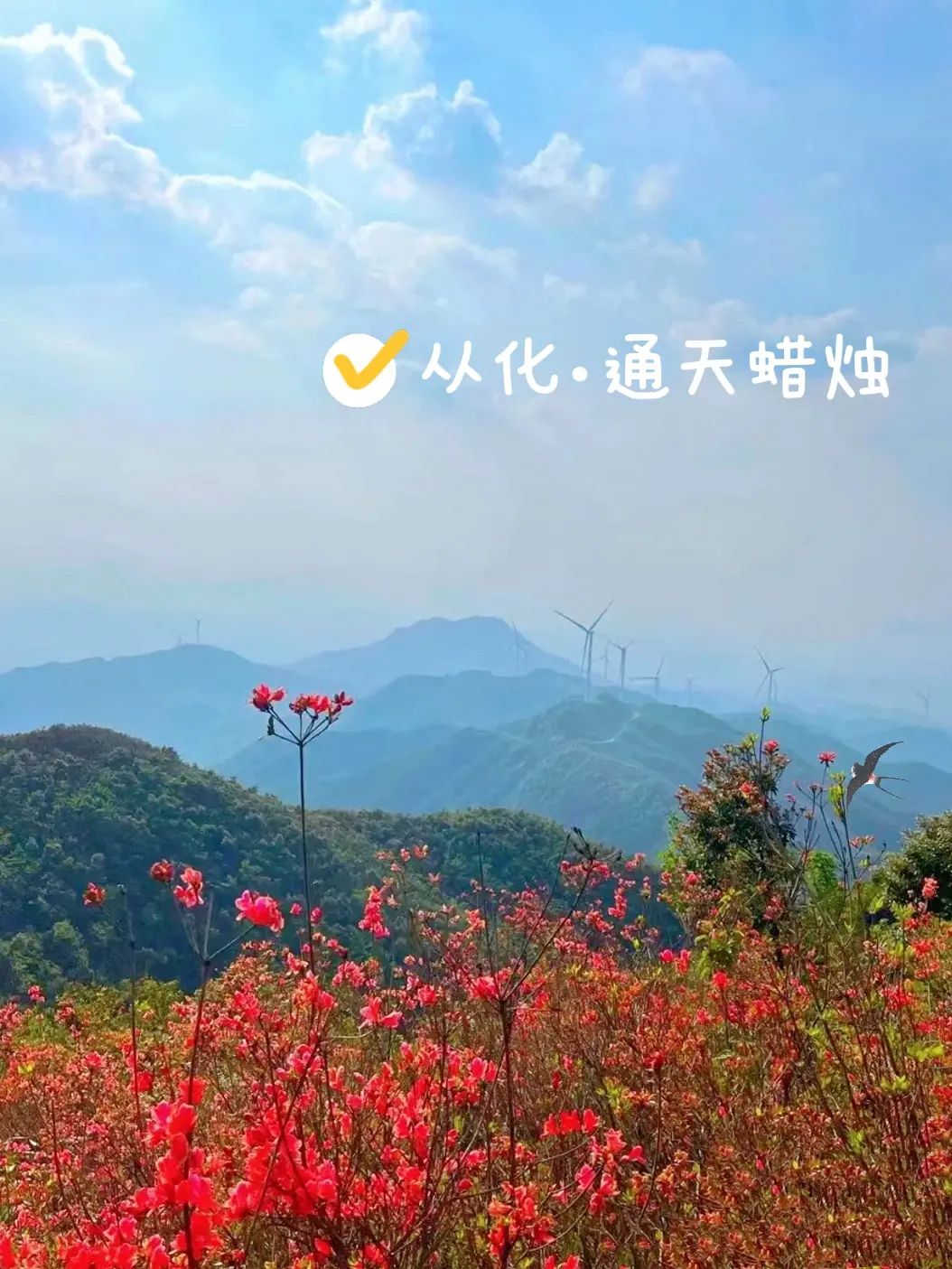 从化通天蜡烛～看红杜鹃和人山人海
