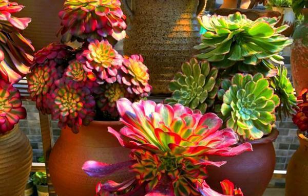 





多肉法师长得快，易出状态
]多肉法师惧怕夏天的强光，夏天需要遮荫养护