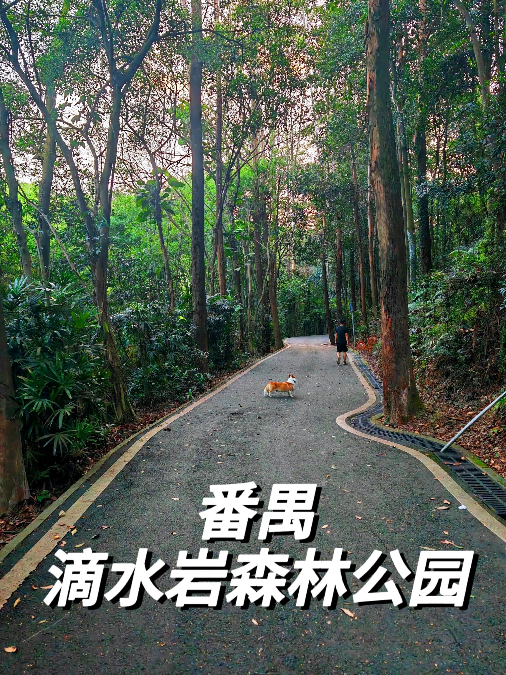 广佛市区50分钟｜柏油路爬山遛娃遛狗