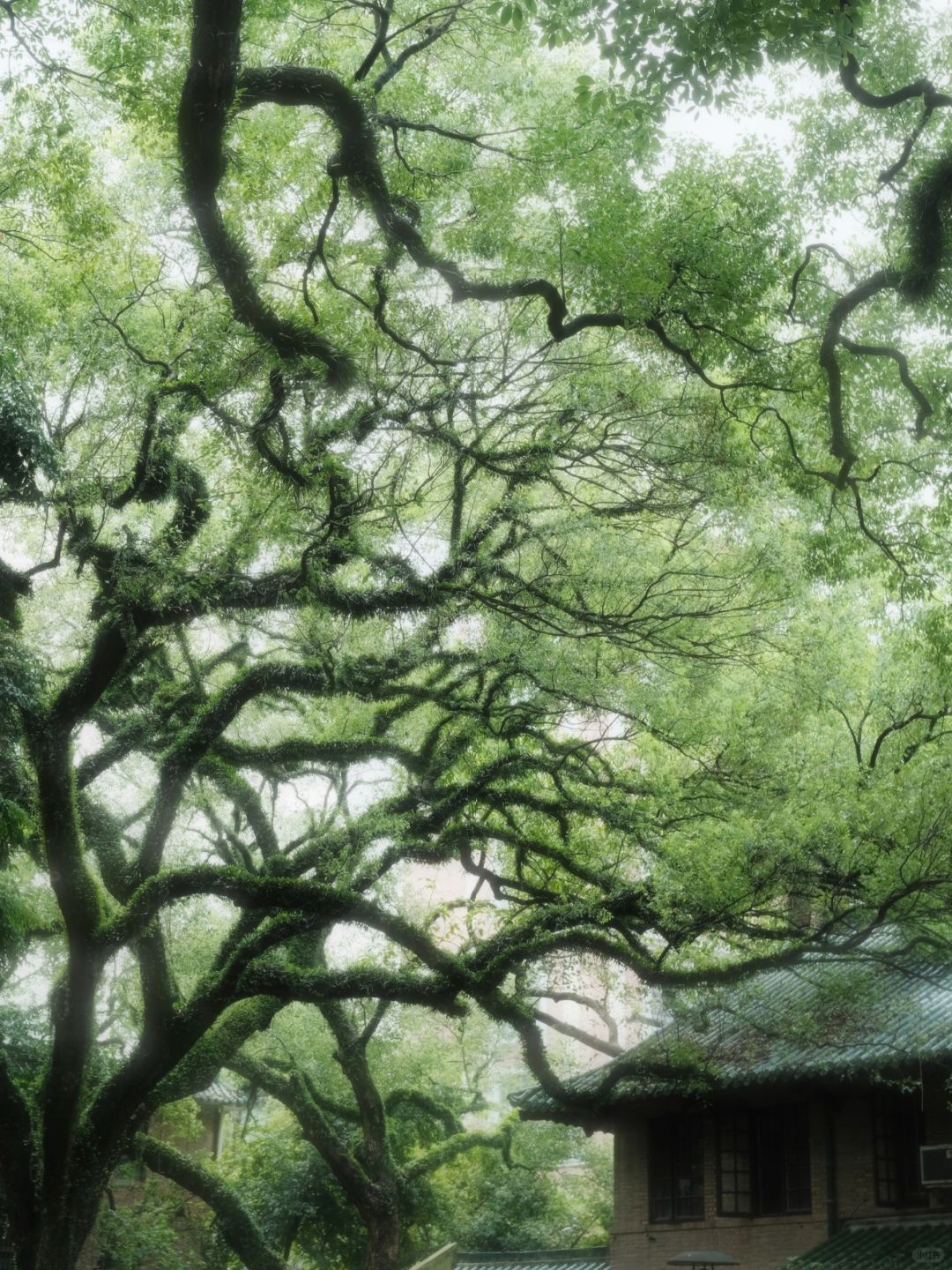 想看看大家相册里绿意的夏天！🍀
🍃绿应该是夏天代表色…