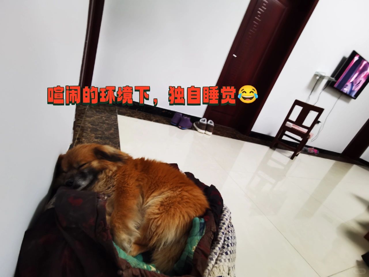 春晚，但狗狗困了
我们一家在看春晚，声音还挺大，小狗已经睡着了，好可爱，像个宝宝