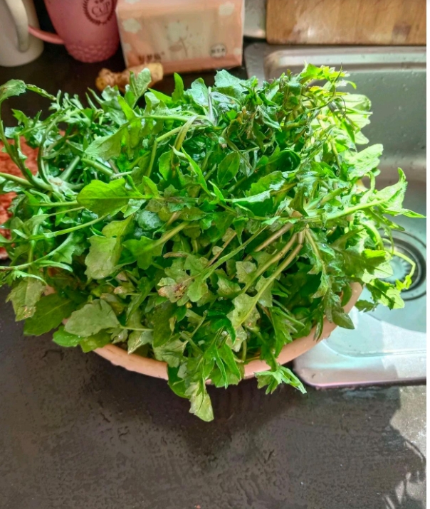 邻居送的一盆子绿色青菜，我开始以为是婆婆丁，细看不是啊，都没见过这菜啊，这是啥菜