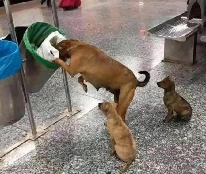 在不经意间，一张让人心痛的图片跃入我的视野。顿时，仿佛被一道霹雳击中，感到无法呼