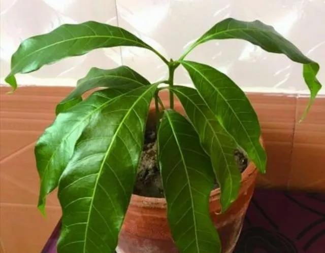 





吃剩的芒果核，丢进花盆里，比发财树还漂亮

芒果是一种非常好吃的热带